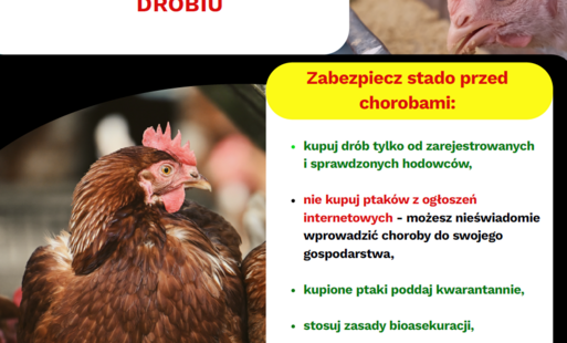 Chroń Swoje gospodarstwo przed grypą ptaków i rzekomym pomorem drobiu